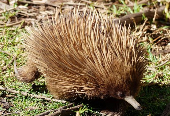 Echidna - foto Alberta Canepa